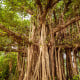 Fíkovník indický - Ficus benghalensis - osivo fíkovníku - 5 ks