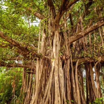 Fíkovník indický - Ficus benghalensis - osivo fíkovníku - 5 ks