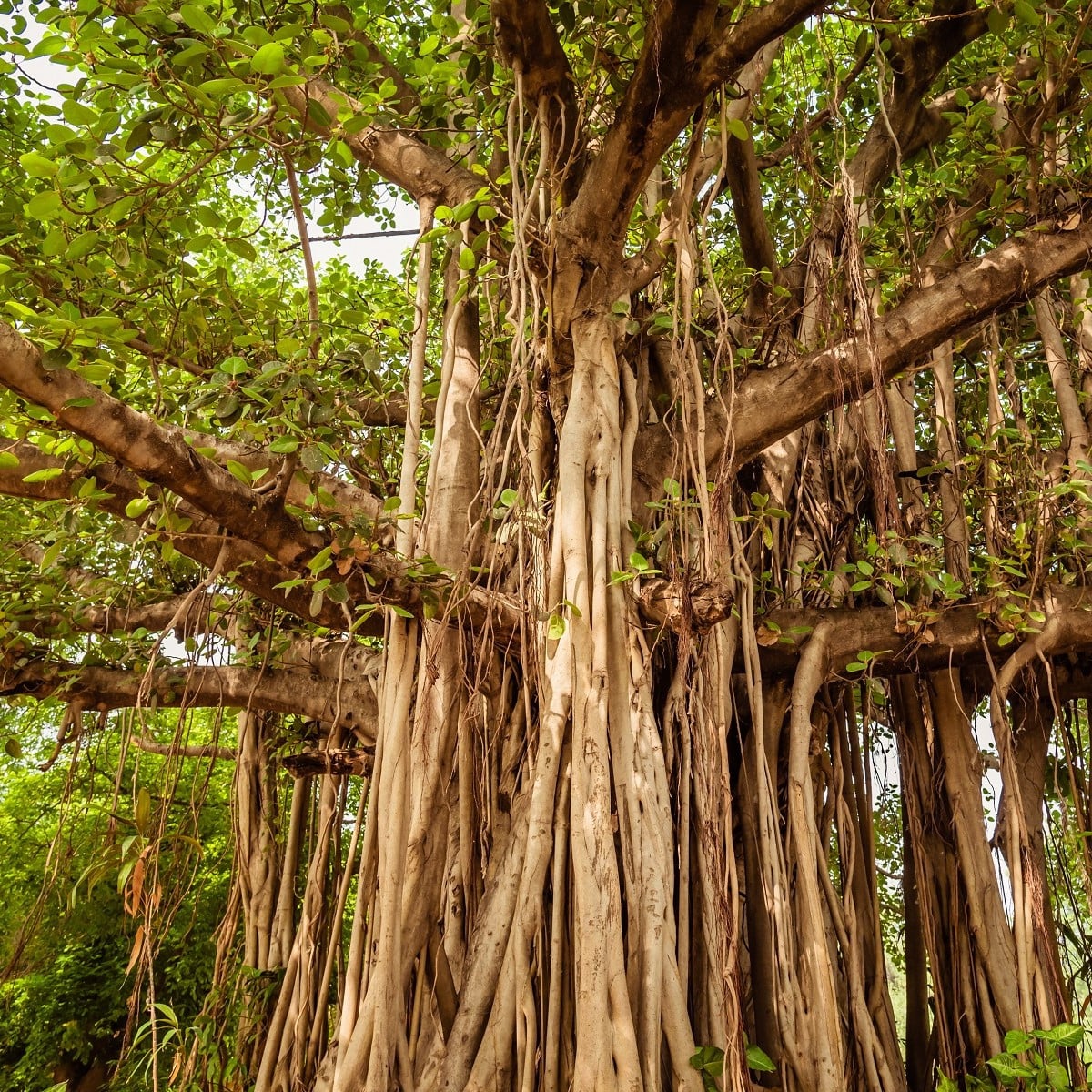 Fíkovník indický - Ficus benghalensis - osivo fíkovníku - 5 ks