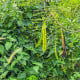 Divoká mimóza - Leucaena leucocephala - osivo mimózy - 7 ks