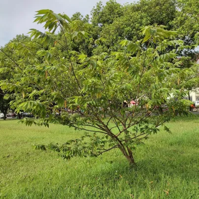 Jamajská třešeň - Muntingia calabura - osivo třešně - 6 ks