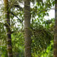 Palma Akai - Acai -  Euterpe oleracea - osivo palmy - 2 ks