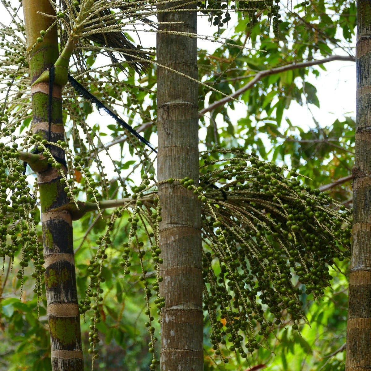 Palma Akai - Acai -  Euterpe oleracea - osivo palmy - 2 ks