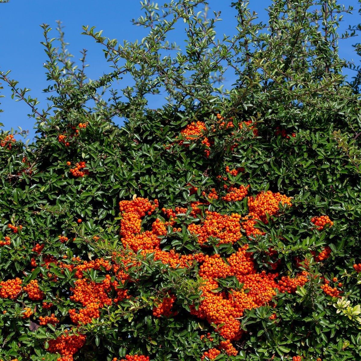 Hlohyně šarlatová - Pyracantha coccinea - osivo hlohyně - 5 ks