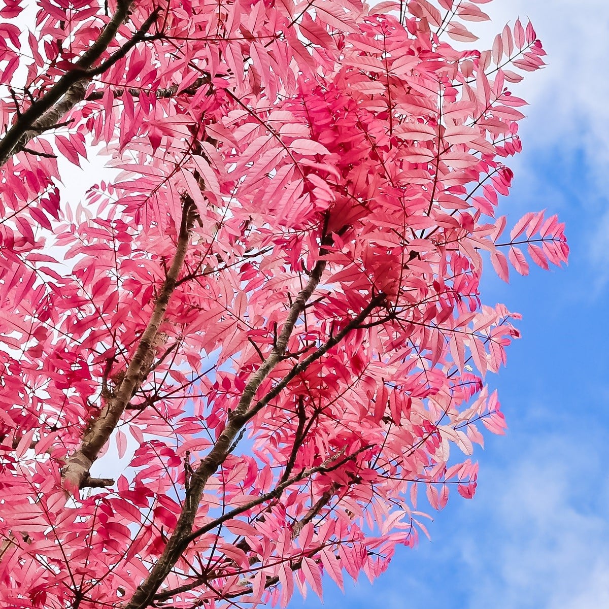 Česnekovník čínský - Toona sinensis - osivo česnekovníku - 7 ks