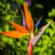 Strelície natalská - Strelitzia nicolai - osivo strelície - 2 ks
