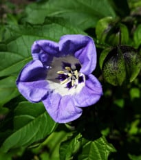 Lilík mochyňovitý - Nicandra physalodes - osivo lilíku - 30 ks