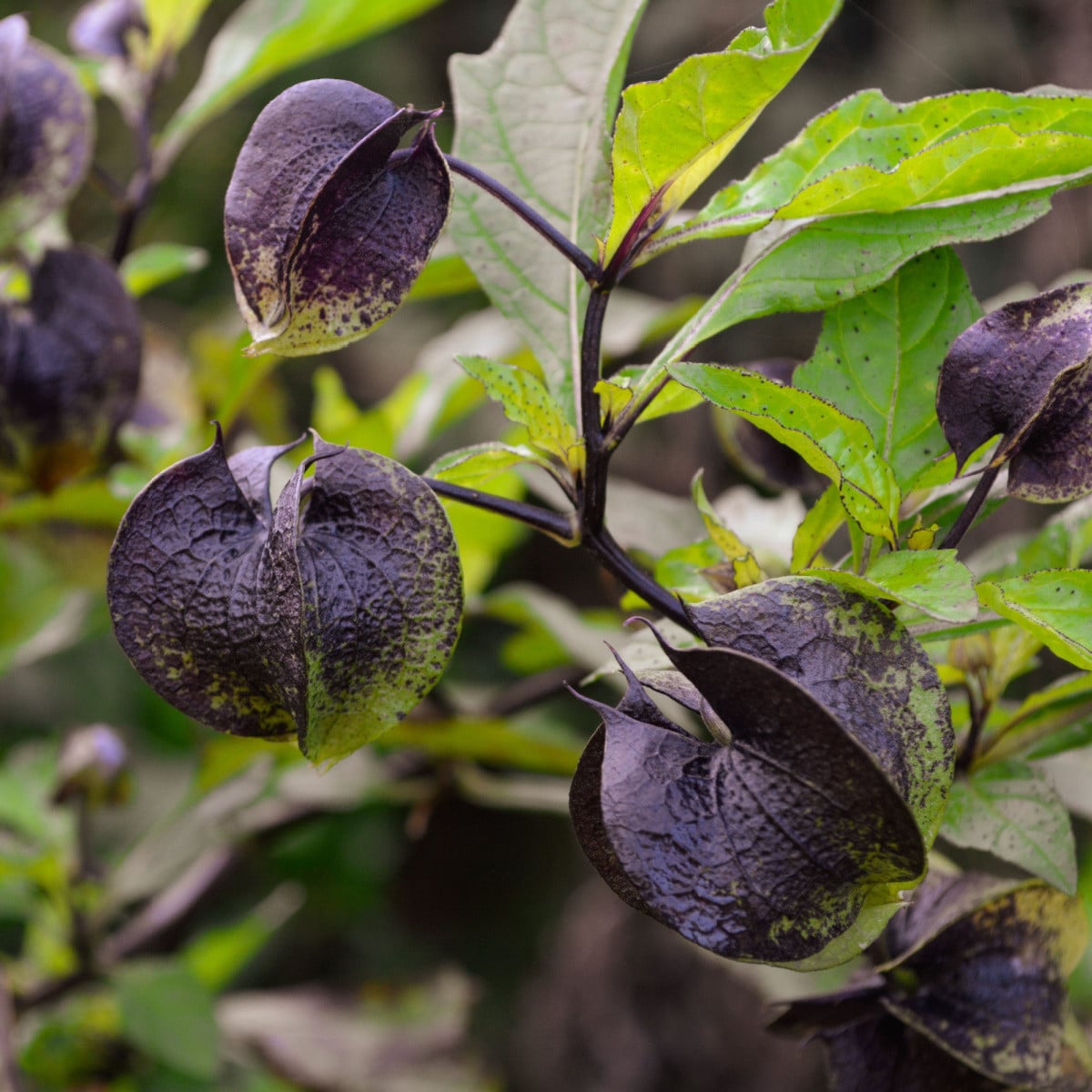 Lilík mochyňovitý - Nicandra physalodes - osivo lilíku - 30 ks
