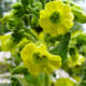Tabák selský - Machorka - Nicotiana rustica - osivo tabáku - 200 ks