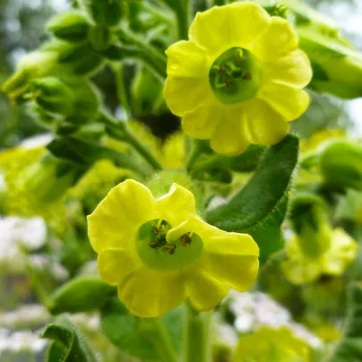 Tabák selský - Machorka - Nicotiana rustica - osivo tabáku - 200 ks