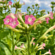 Tabák virginský - Nicotiana tabacum - osivo tabáku - 150 ks