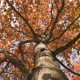 Ambroň západní - Liquidambar formosana - osivo ambroně - 10 ks