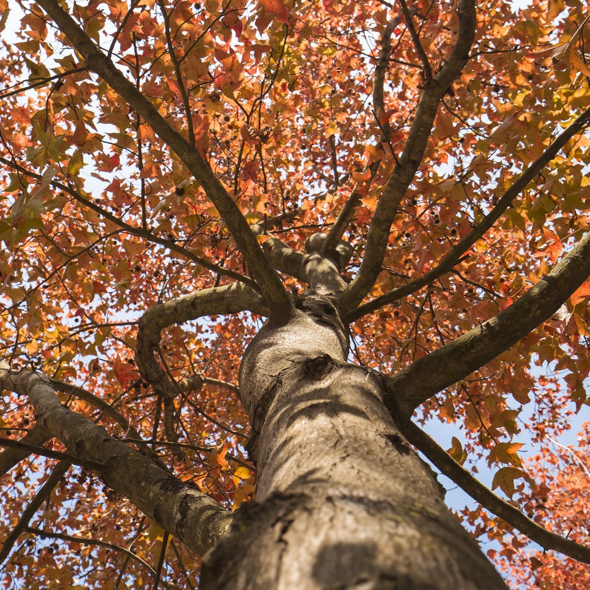 Ambroň západní - Liquidambar formosana - osivo ambroně - 10 ks