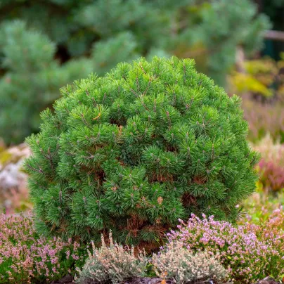 Borovice kleč - Pinus mugo pumilio - osivo borovice - 5 ks