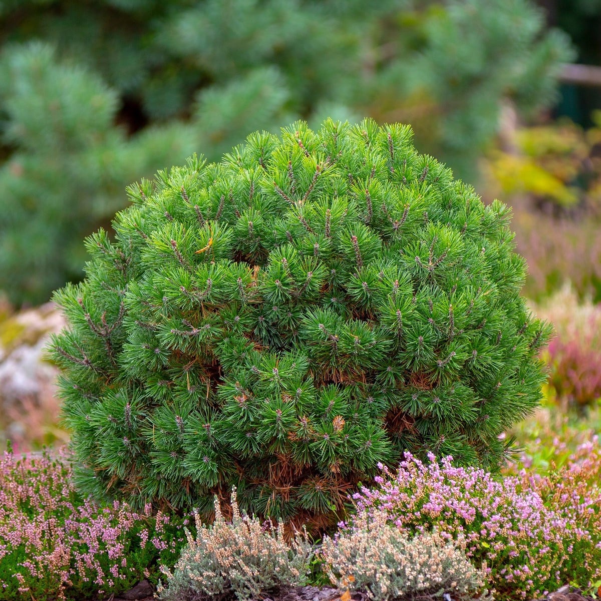 Borovice kleč - Pinus mugo pumilio - osivo borovice - 5 ks