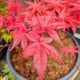 Javor japonský - Acer palmatum - osivo javoru - 5 ks