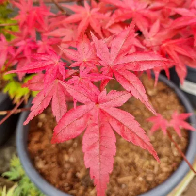 Javor japonský - Acer palmatum - osivo javoru - 5 ks