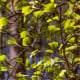 Olše šedá - Alnus incana - osivo olše - 8 ks