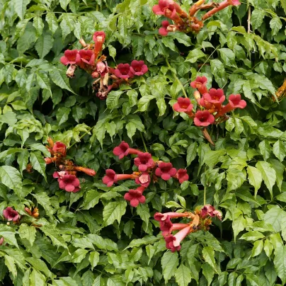 Trubač kořeňující - Campsis radicans - osivo trubače - 10 ks