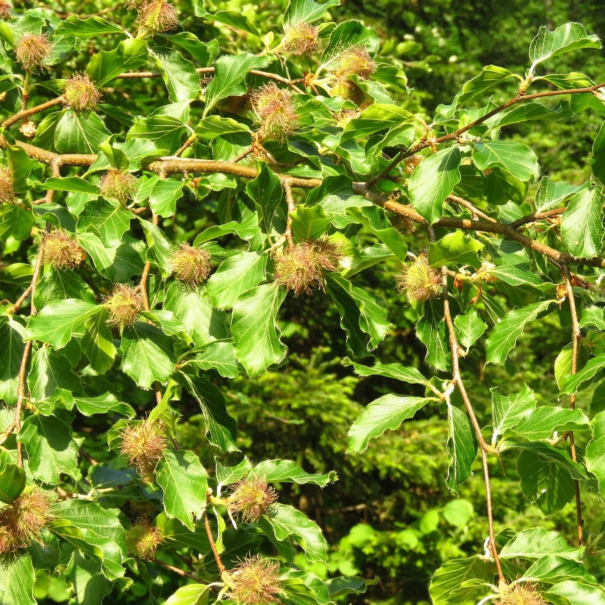 Buk lesní - Fagus sylvatica - osivo buku - 7 ks
