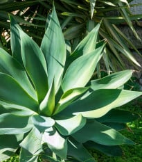 Agáve kalifornské - Agave deserti - osivo agáve - 18 ks