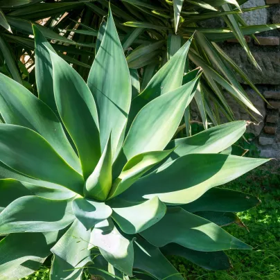 Agáve kalifornské - Agave deserti - osivo agáve - 18 ks