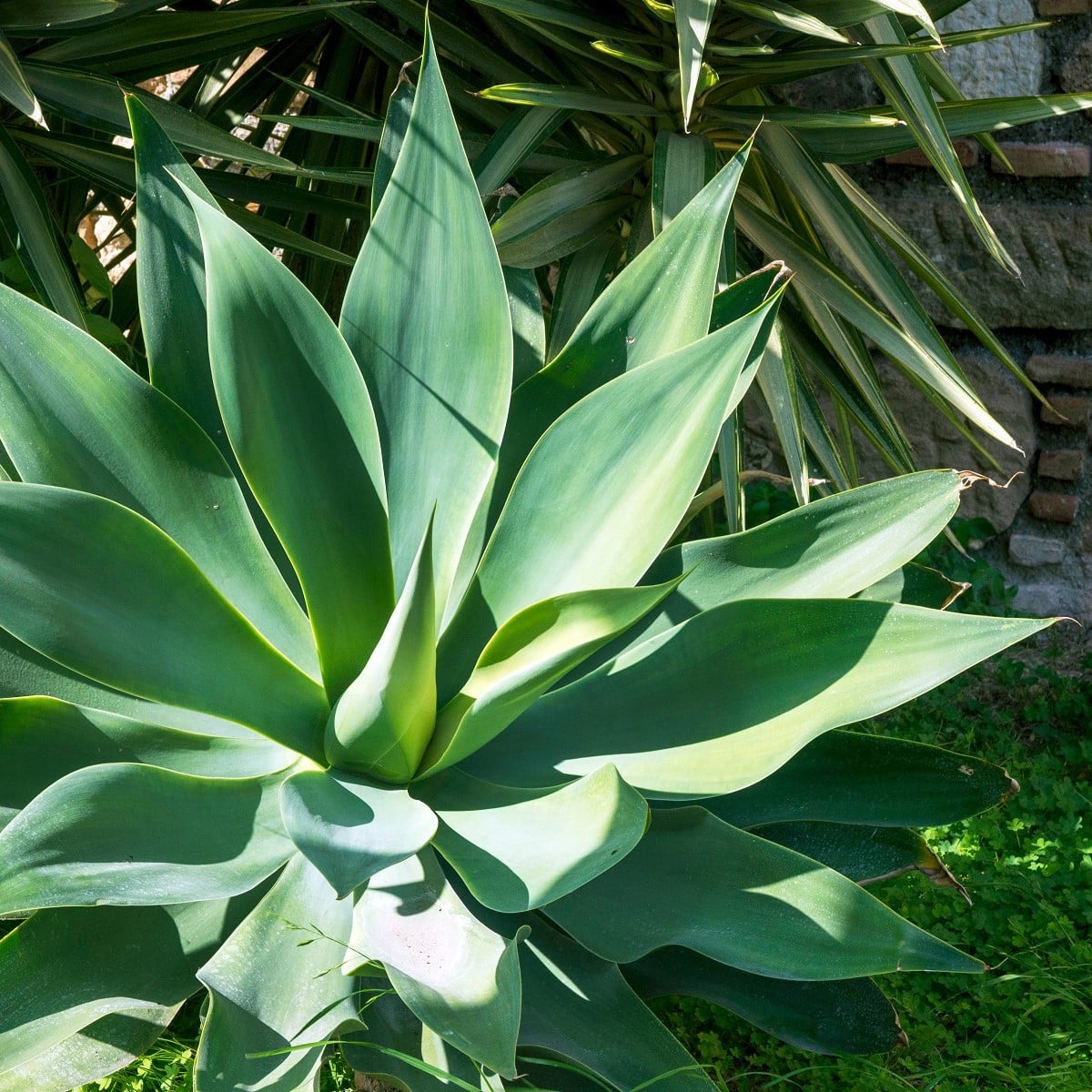 Agáve kalifornské - Agave deserti - osivo agáve - 18 ks