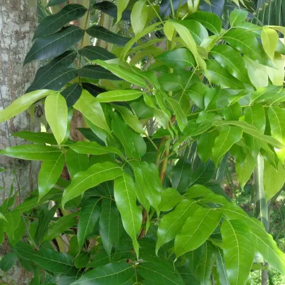 Mahagon - Swietenia mahagoni - osivo mahagonu - 5 ks