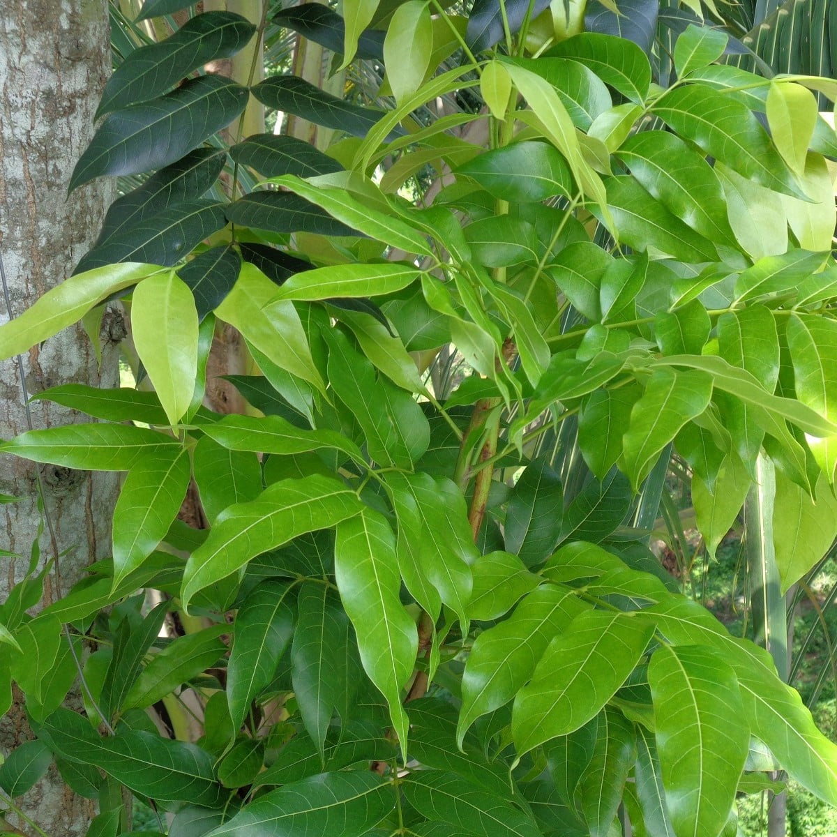 Mahagon - Swietenia mahagoni - osivo mahagonu - 5 ks