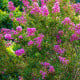 Krepová myrta - Lagerstroemia indica - osivo krepové myrty - 6 ks