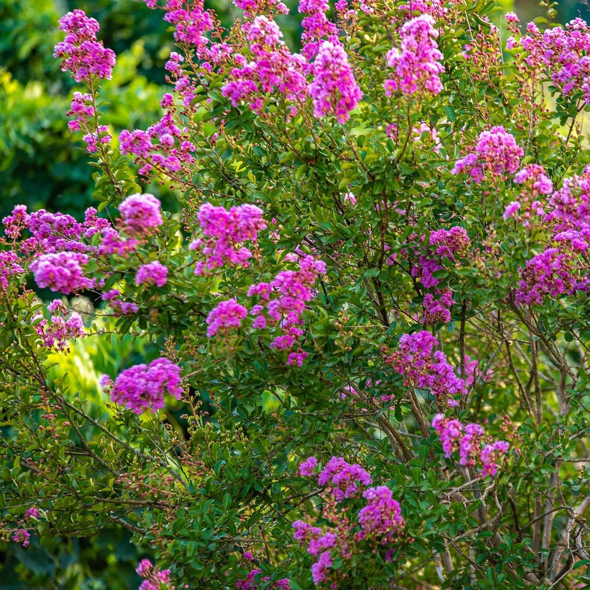 Krepová myrta - Lagerstroemia indica - osivo krepové myrty - 6 ks
