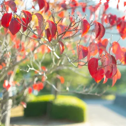 Zmarličník japonský - Cercidiphyllum japonicum - osivo zmarličníku - 8 ks