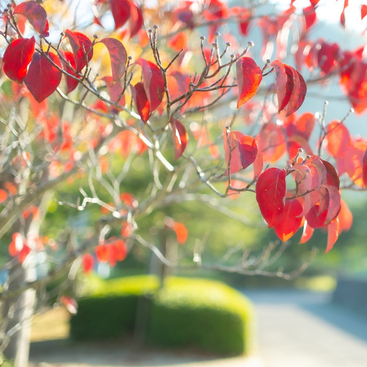 Zmarličník japonský - Cercidiphyllum japonicum - osivo zmarličníku - 8 ks