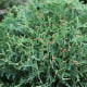 Túje západní Northern White Cedar - Thuja occidentalis - osivo túje - 18 ks