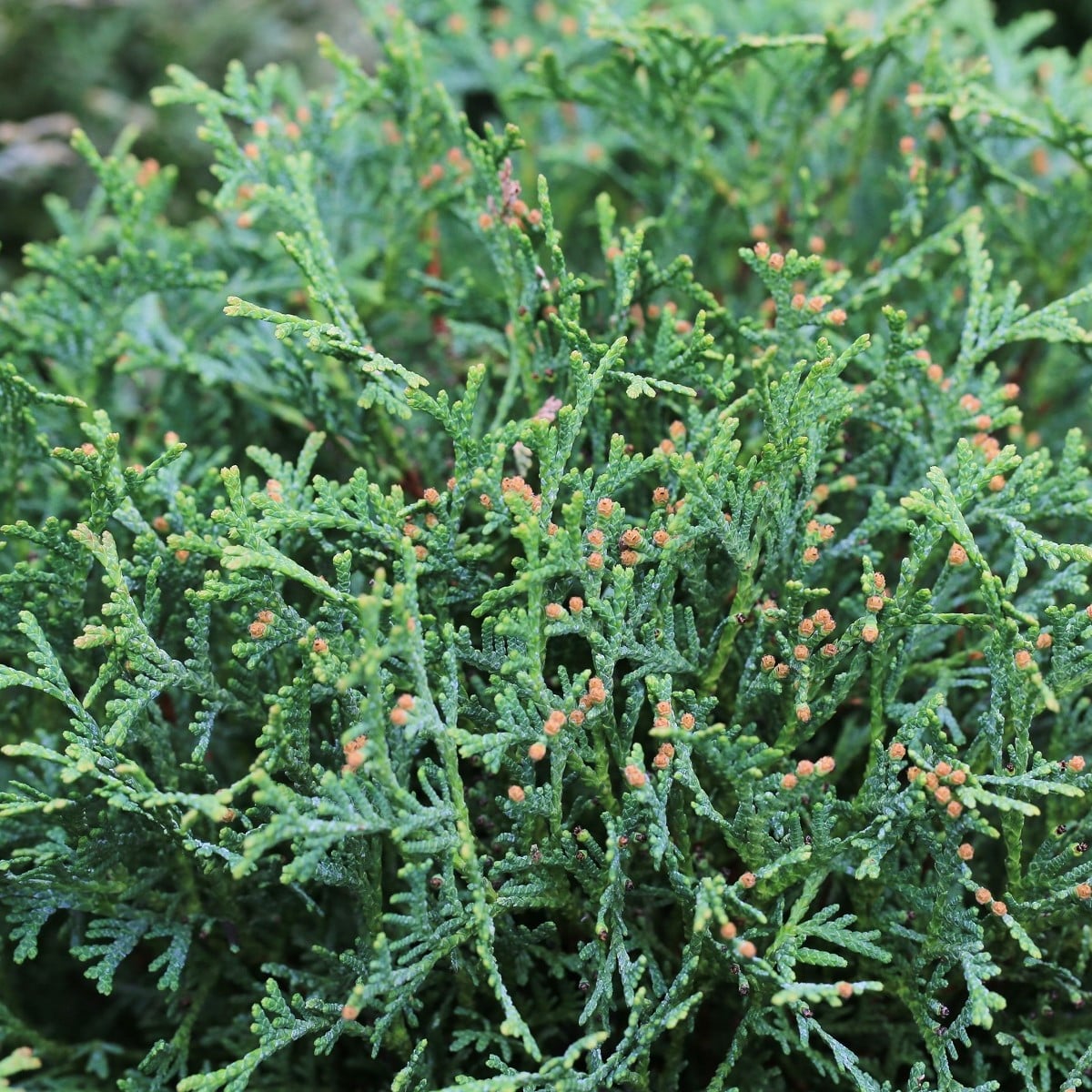 Túje západní Northern White Cedar - Thuja occidentalis - osivo túje - 18 ks