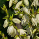 Juka glauca - Yucca glauca - osivo juky - 5 ks