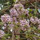 Paulovnie fortunei - Paulownia fortunei - osivo paulovnie - 15 ks