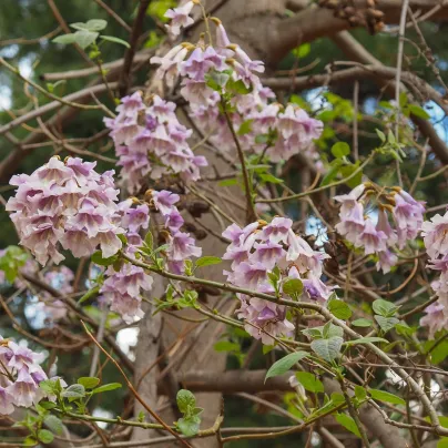 Paulovnie fortunei - Paulownia fortunei - osivo paulovnie - 15 ks