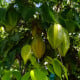 Karambola Bilimbi - Okurkový strom - Averrhoa carambola - osivo karamboly - 5 ks