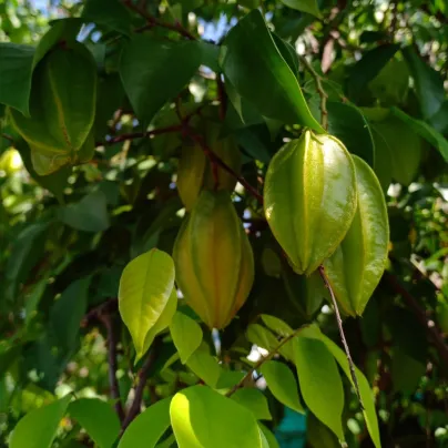 Karambola Bilimbi - Okurkový strom - Averrhoa carambola - osivo karamboly - 5 ks