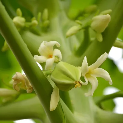 Papája Mamba Nunba - Carica papaya - osivo papáji - 4 ks