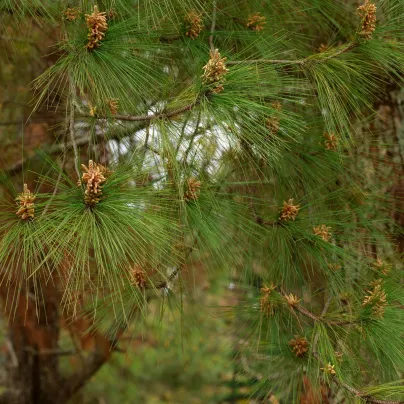 Borovice těžká - Pinus ponderosa - osivo borovice - 6 ks