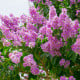 Lagerstroemie nádherná - Lagerstroemia floribunda - osivo lagerstroemie - 7 ks