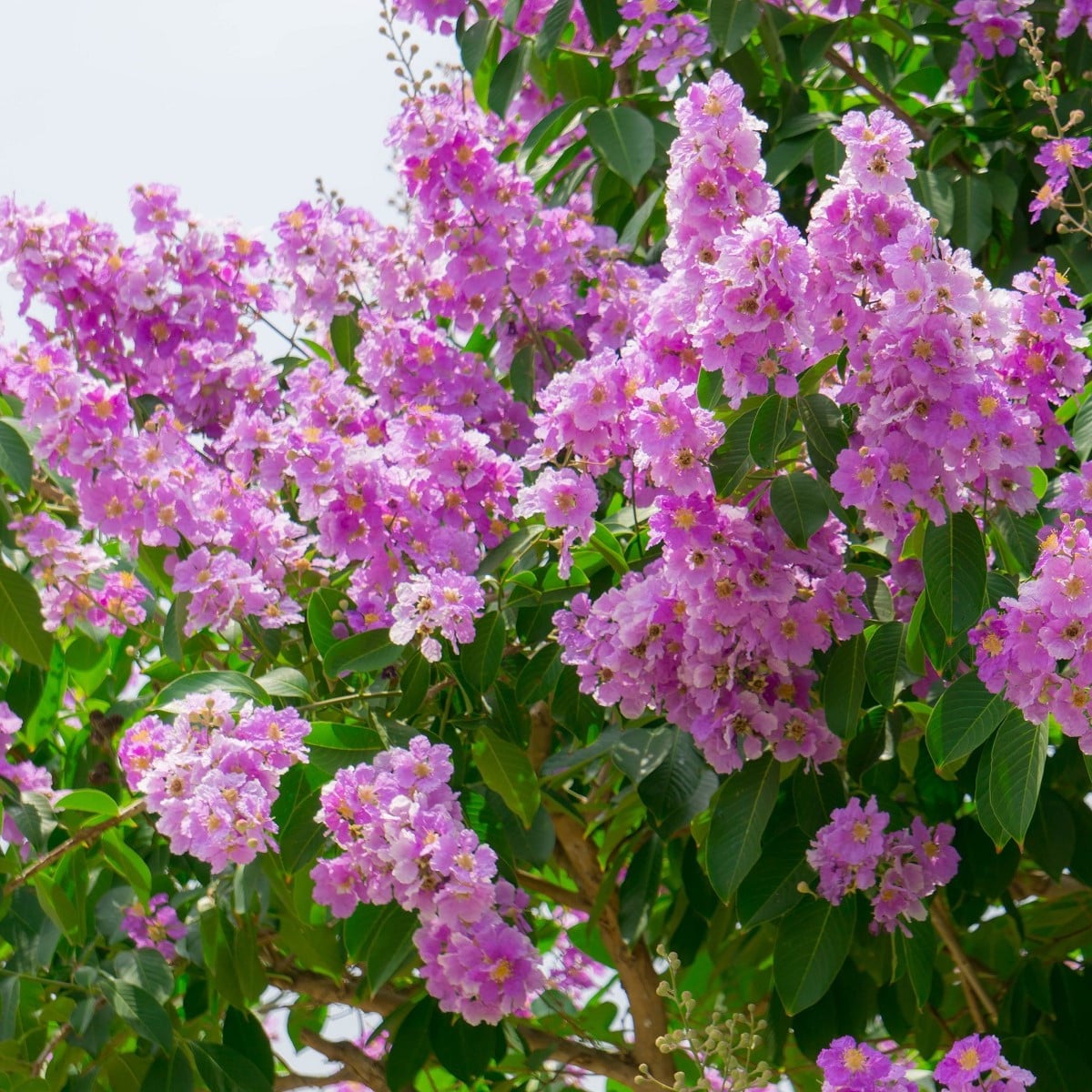Lagerstroemie nádherná - Lagerstroemia floribunda - osivo lagerstroemie - 7 ks