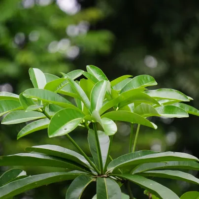 Pulai - Alstonia scholaris - osivo pulai - 8 ks