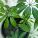 Šeflera actinophylla - Schefflera actinophylla - osivo šeflery - 6 ks