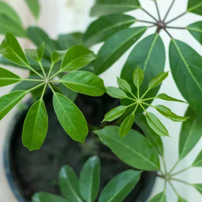 Šeflera actinophylla - Schefflera actinophylla - osivo šeflery - 6 ks