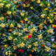 Jahodový strom - Planika obecná - Arbutus unedo - osivo jahodového stromu - 5 ks