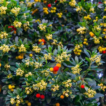 Jahodový strom - Planika obecná - Arbutus unedo - osivo jahodového stromu - 5 ks