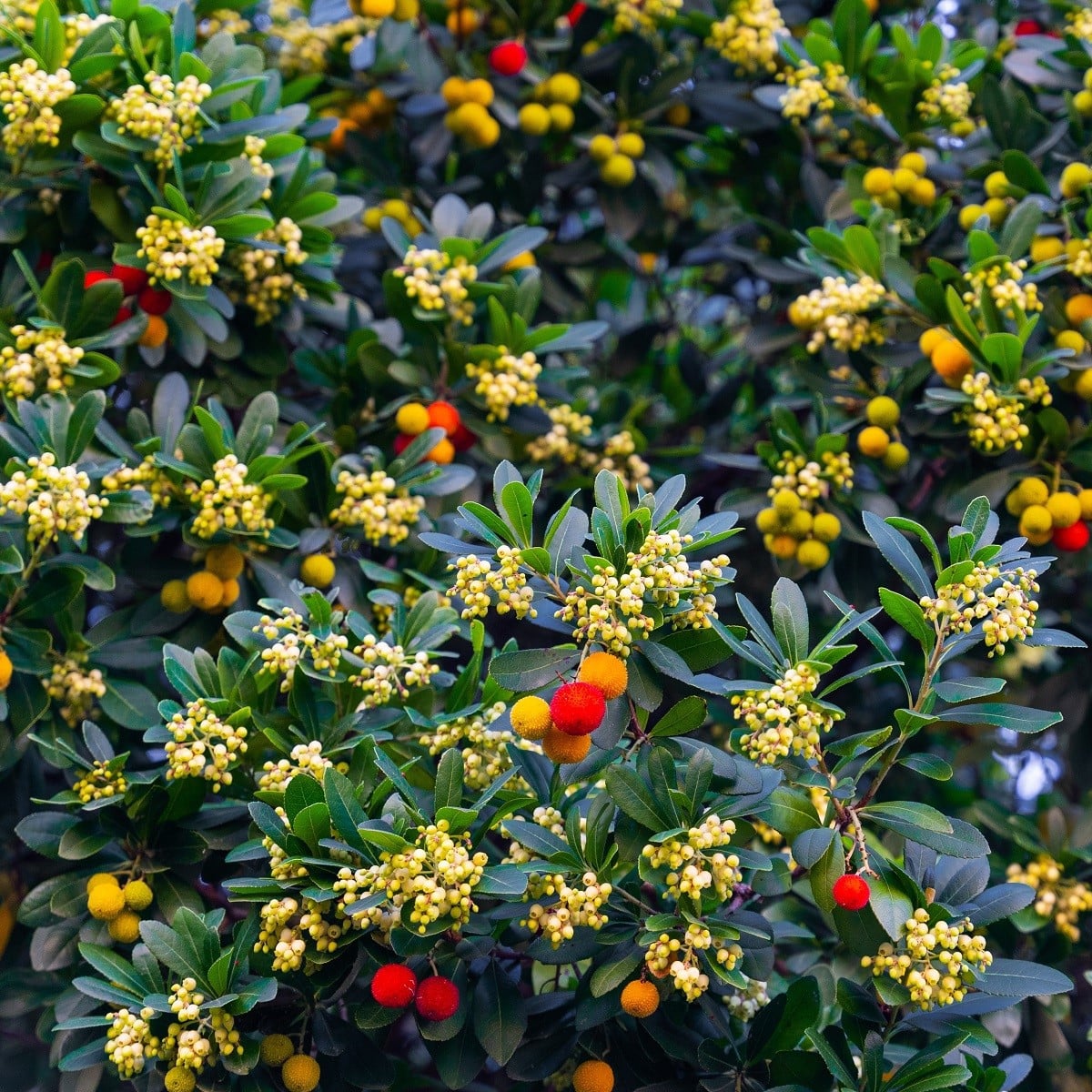 Jahodový strom - Planika obecná - Arbutus unedo - osivo jahodového stromu - 5 ks